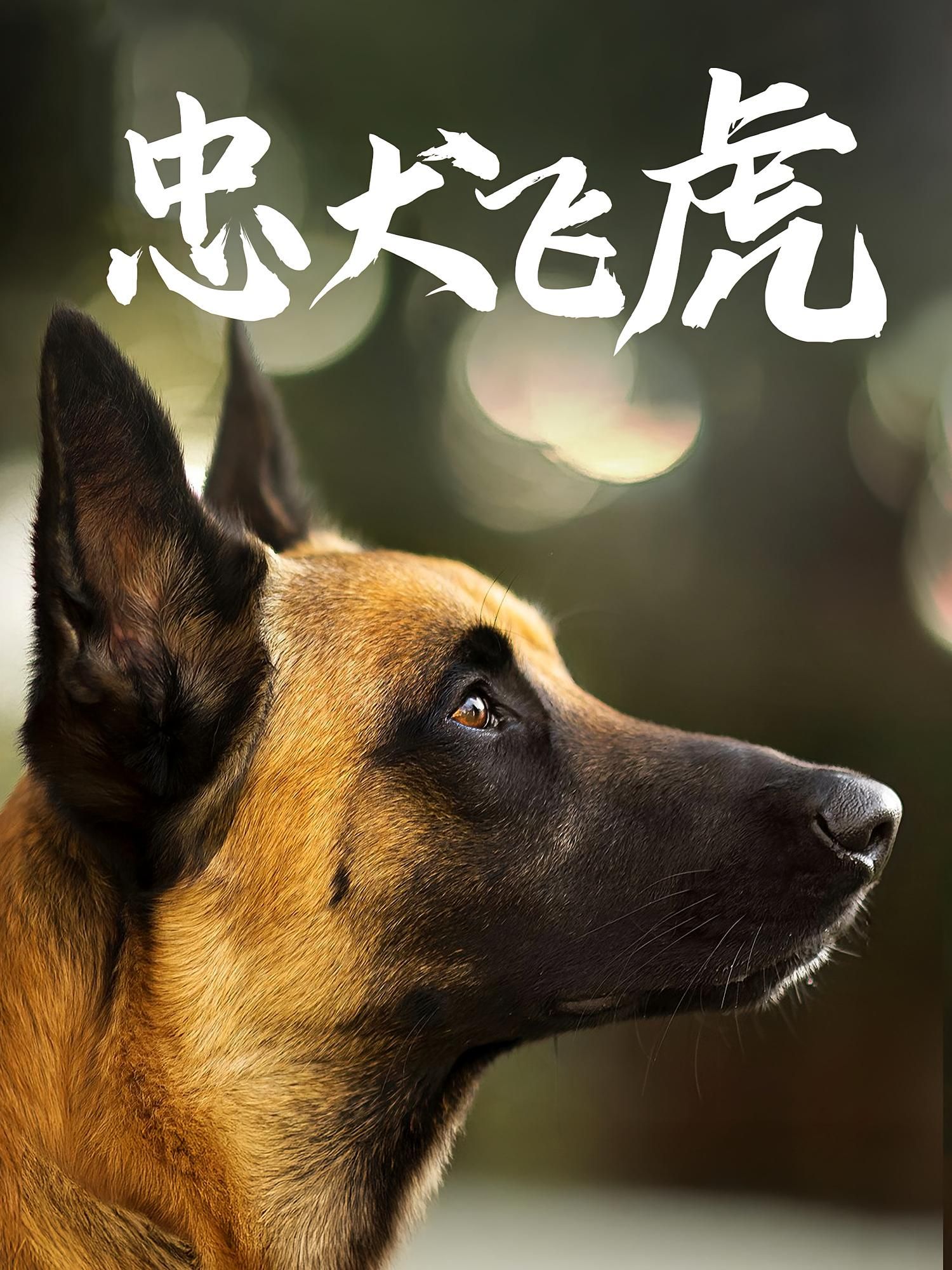 短剧忠犬飞虎在线播放,超高清全集完整版,忠犬情深催泪,沉浸式高清体验,立即追更! 短剧忠犬飞虎在线播放,超高清全集完整版,忠犬情深催泪,沉浸式高清体验,立即追更!